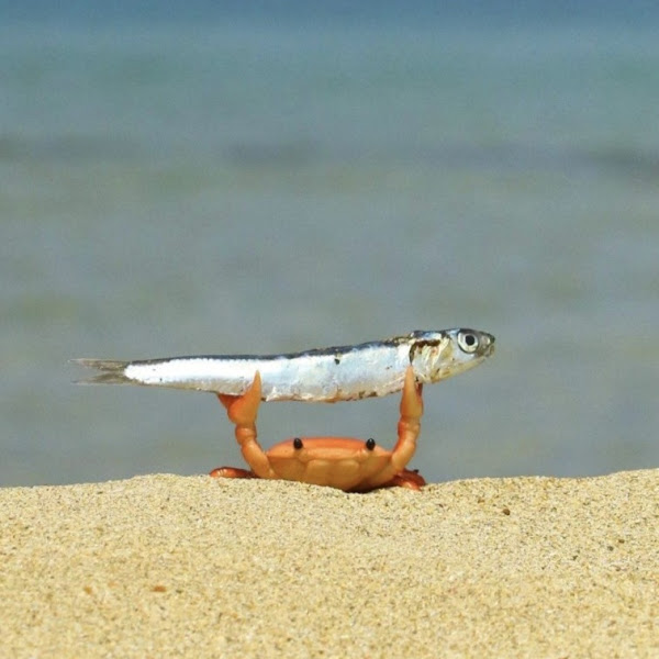 珍珠の茶